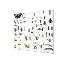 Entomology, Myriapoda and Arachnida Stretched Canvas Print