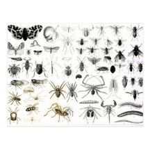 Entomology, Myriapoda and Arachnida Post Card