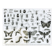 Entomology Post Card