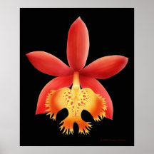Epidendrum Orchid Flower Print