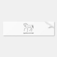 Equine Anatomy Bumper Sticker