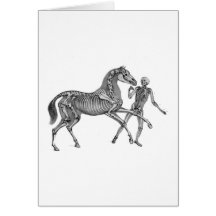 Equus Equus: Skeleton Horse At Play Greeting Cards