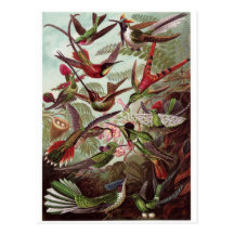 Ernst Haeckel Art Postcard: Trochilidae