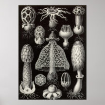 Ernst Haeckel - Basimycetes Mushrooms Print