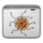 Ernst Haeckel Siphonophorae (2)  Ipad Sleeve