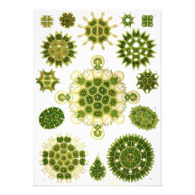 ernst haeckel spores invites