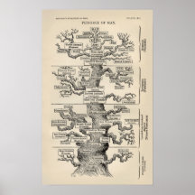Ernst Haeckel's "tree of life" Poster