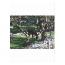 Esel Split Croatia Natur pur Postkarten