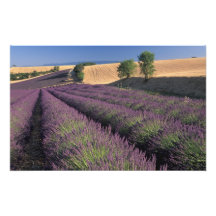 EU, France, Provence, Lavender fields 2 Art Photo