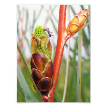Eucalyptus Bud Print Photograph