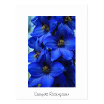 Europas Rosengarten Postcard