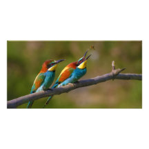 European Bee Eater Birds in Ariège France Photo Cards
