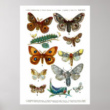 European Butterflies (Plate 13) Posters