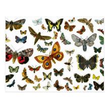 European Butterfly Collage Post Cards