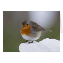 European Robin in snow cards
