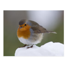 European Robin in snow posstcard Postcards