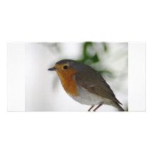European Robin Pose Custom Photo Card