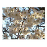 Evening Cherry Blossoms I Postcard