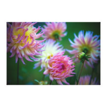 Evening Dahlias Gallery Wrap Canvas