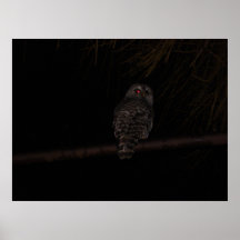 Evil Owl poster