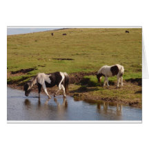 Exmoor Ponies Greeting Cards