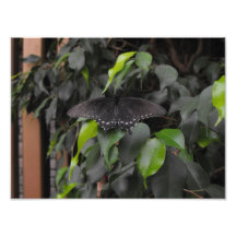 Exoctic Butterfly Photo Art