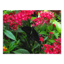 Exotic Butterfly Art Photo