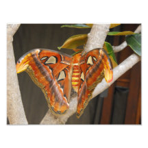 Exotic Butterfly Photo