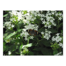 Exotic Butterfly Photo Art