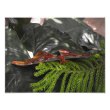 Exotic Butterfly Photo Print