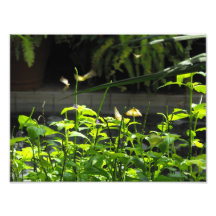 Exotic Butterfly Photograph