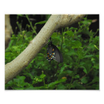 Exotic Butterfly Photographic Print