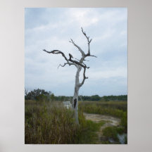 Exploring the marshes... print