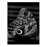Eye of the Butterfly Postcard
