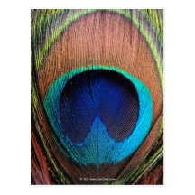 Eye of the Peacock Feather Close-Up Postcards