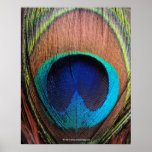 Eye of the Peacock Feather Close-Up Poster
