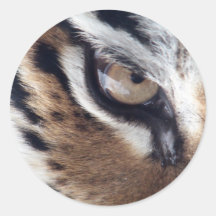 Eye of the Tiger Sticker