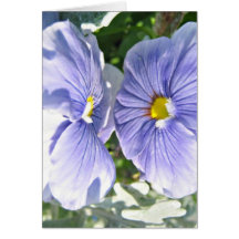 Facing Pansies Card