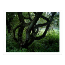 Fairy Tree Postcard