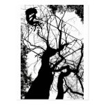 FAIRY WEBBY TREE B&W POST CARDS
