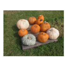Fall Autumn Pumpkin Patch Postcard