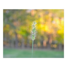 Fall Colours Photo