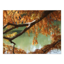 Fall Colours Photo