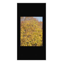 Fall colours picture card