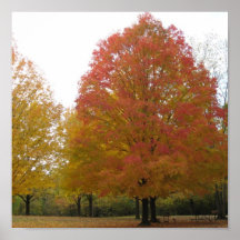 fall foliage2 poster