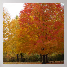 Fall Foliage 1 Print