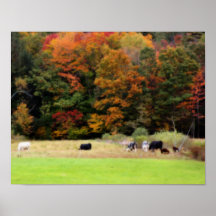Fall Foliage Cows In Field Nature Poster