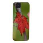 Fall Leaf iPhone 4 Case-Mate Cases