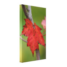 Fall Leaf Wrapped Canvas Prints