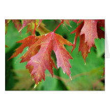 Fall Leaves Cards
